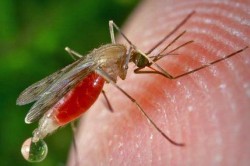 Укус комара - переносчика лейшманиоза