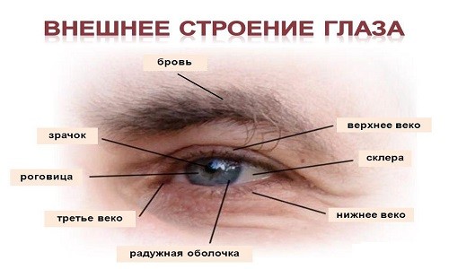 Строение глаза человека