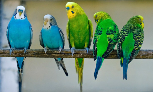 Опасность паразитов для попугаев
