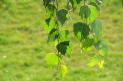 Березовые листья для борьбы с лямблиями