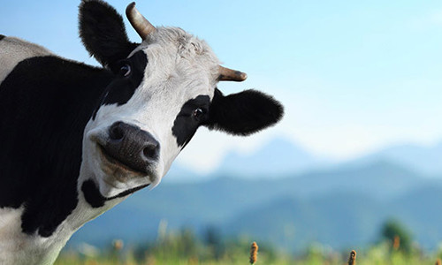 Проблема глистов у коровы