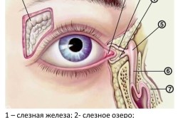Слезные органы глаза
