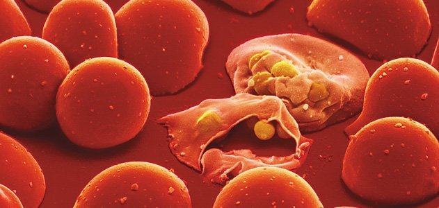 Малярийный плазмодий в организме