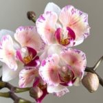 Як зробити, щоб орхідеї цвіли цілий рік