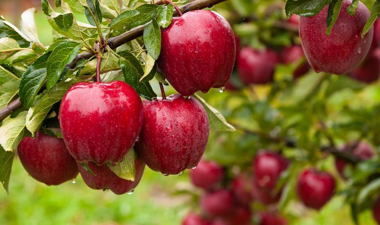 Збільшуємо врожай: чим можна підживити яблуню у червні