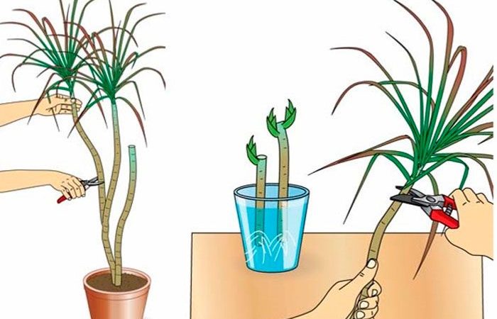 як розмножувати кімнатні рослини